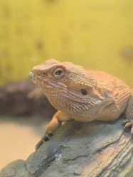 -神奇动物撸宠馆·羊驼·小浣熊·异宠(豫园店)