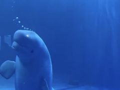 -多彩贵州城极地海洋世界