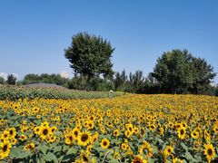 -长白岛森林公园