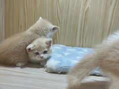 -屋虎猫馆(宝安大仟里店)