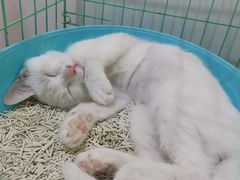 -萌兽医馆·眼科·异宠专科(三里屯店)