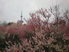 -南京古林公园