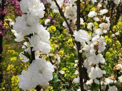 -南汇桃花村