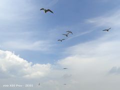-哈素海