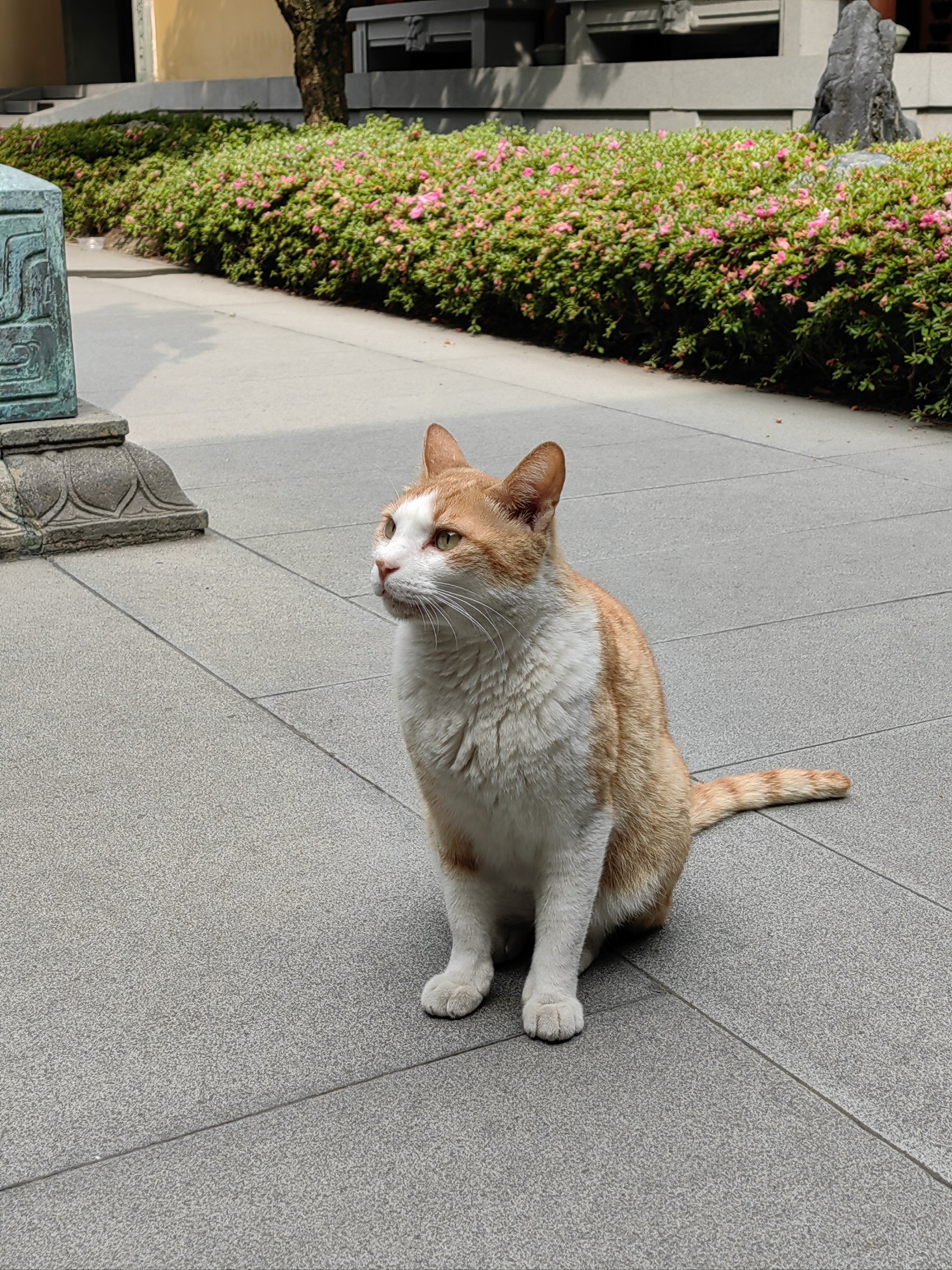 大橘猫陈建斌图片