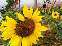 iphone_upload_pic-天适樱花悠乐园