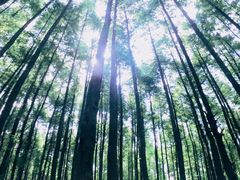 -山王坪喀斯特国家生态公园