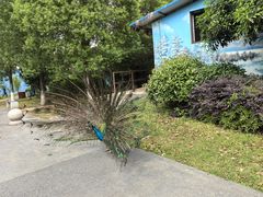 -安徽大青山野生动物世界