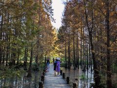 -桤木河湿地公园