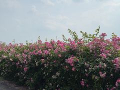 -贡湖湾湿地公园