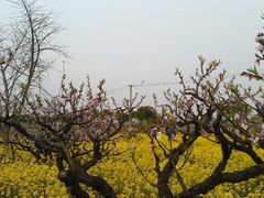 -南汇桃花村
