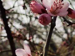 -桃花堤公园