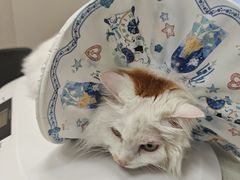 -瑞鹏宠物医院·骨科·猫科·内科(第一中心)