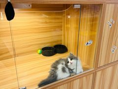 -猫十亿·布偶金渐层·曼基康矮脚猫舍(青年路店)