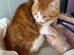 -纳吉亚猫专科动物医院·北北分院