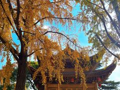 -上海东林寺(金山区)