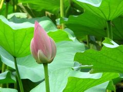 -紫竹院公园冰场