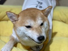 -逗柴咖啡屋·狗咖猫咖宠物桌游