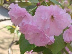 -长白岛森林公园