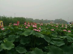 -白洋淀景区
