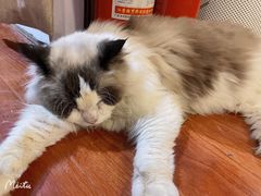 -猫小院猫主题咖啡厅(北锣店)