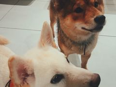 -柴务处·柴犬主题狗咖