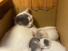-叮叮猫咪生活馆