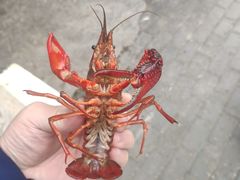 -盱眙虾怪·旗舰店