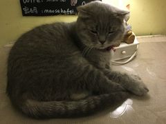 -猫色咖啡·猫咖