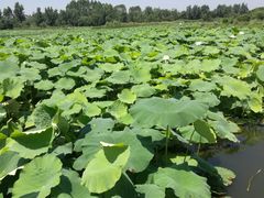 -三圣花乡旅游区