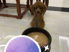 -宠福鑫康馨动物医院·骨科·眼科