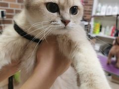 -安安宠医宠物医院·异宠·犬猫内科(岳阳分院)