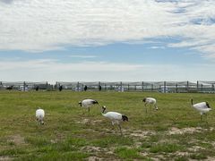 -盐城丹顶鹤湿地生态旅游区