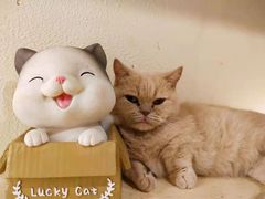 -猫小院猫主题餐厅(南锣旗舰店)