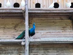 -栾川竹海野生动物园