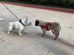 -萌宠之家·腊肠犬·马尔泰·小体犬舍