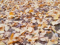 -大兴滨河森林公园