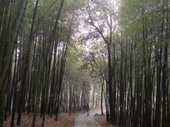 -西湖风景区十里琅珰-五云山