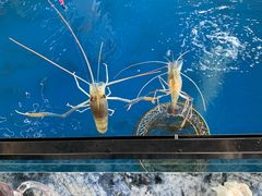 -SHRIMP CLUB万东餐饮钓虾·清吧