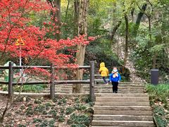 -上海佘山国家森林公园天马山园