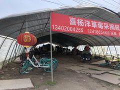 -喜杨洋草莓采摘园