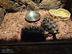 -绿色星球动物主题公园