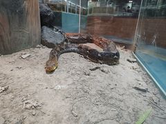 -上海大自然野生昆虫馆(东方明珠·爬宠昆虫探索中心)