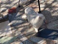 -喵屿·大理花园猫咖