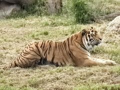 -沈阳森林动物园