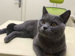 -瑞派康怡24h宠物医院·犬猫医疗中心·微创绝育(瑞景分院)