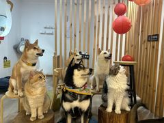 -柴迷FANS CLUB·柴犬狗咖·猫咖