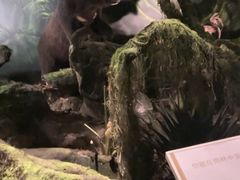 -重庆自然博物馆(新馆)