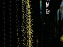 -深圳仙湖植物园