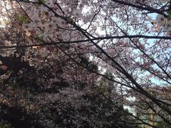 -武汉大学-樱园